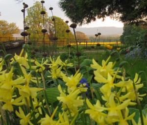 Daffodils at Upper Newton Farm